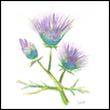 Thistle