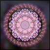 Blooms