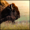 Bison on the prairie