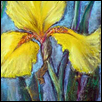 Yellow Iris