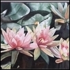 Waterlilies Afloat